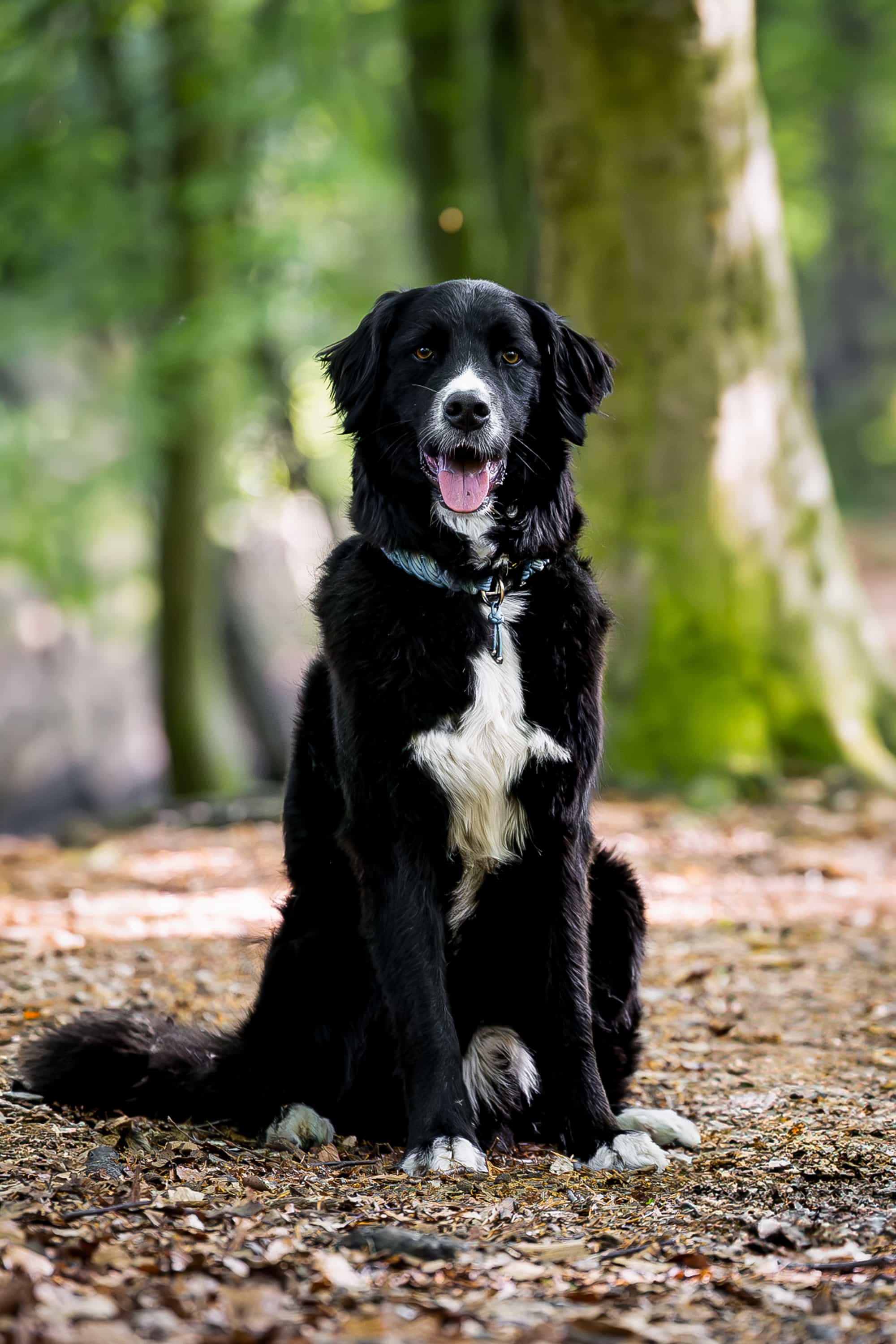 Bild von Bommel